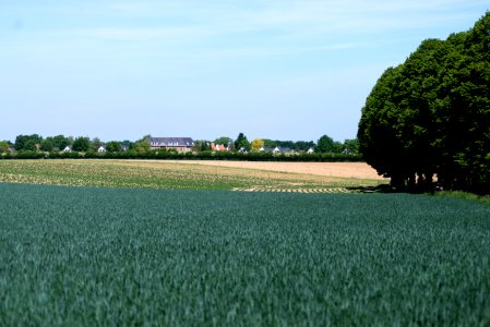 Yellow Green field photo