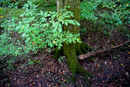 scene buttressed tree Abbotts Creek Trail ncwetlands KG
