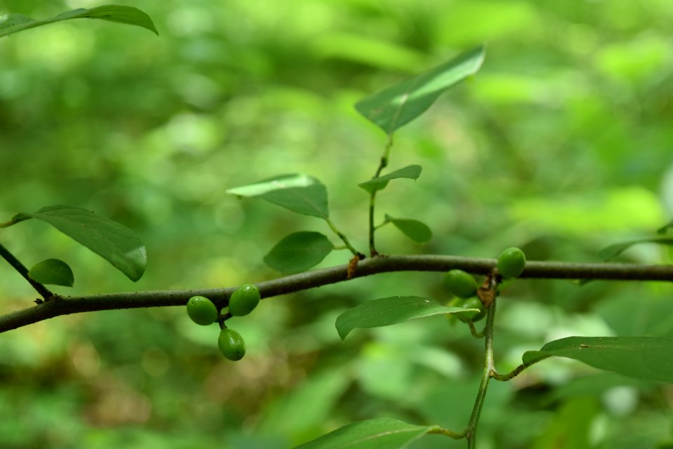 plant spice bush Needmore Game Land ncwetlands AM (4)