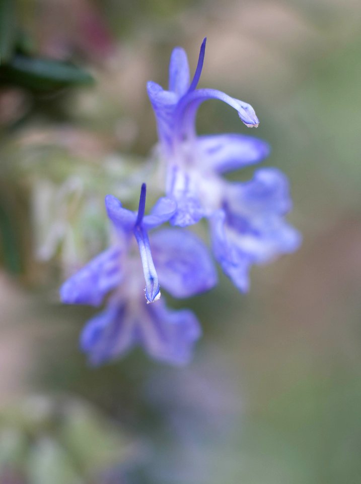 La flor del romero II