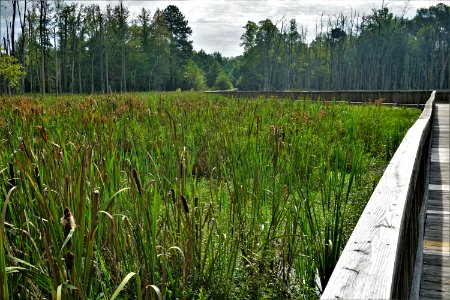scene white oak creek greenway ncwetlands KG (7)