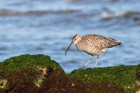 Zarapito trinador - Numenius phaeopus