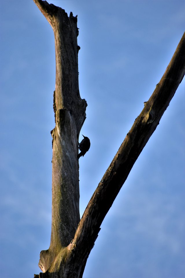 bird northern flicker Wesley's Park ncwetlands AM