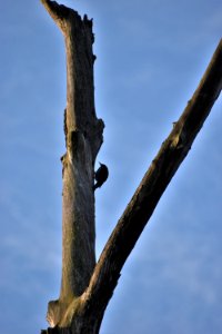 bird northern flicker Wesley's Park ncwetlands AM