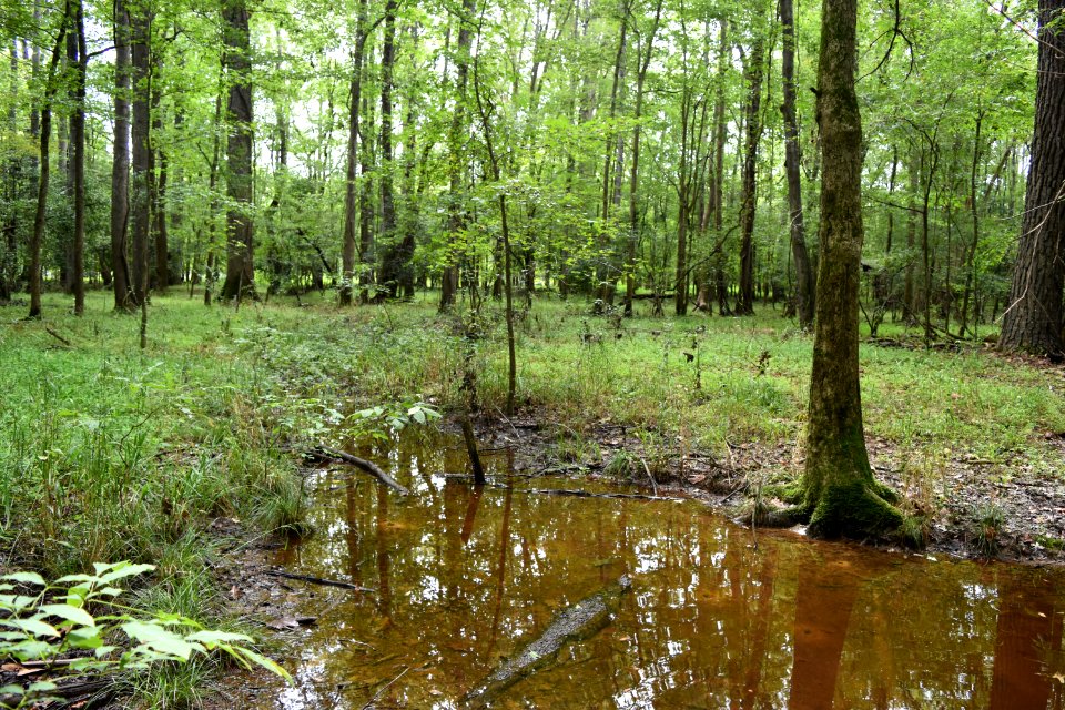 scene white pines np ncwetlands AM (18)