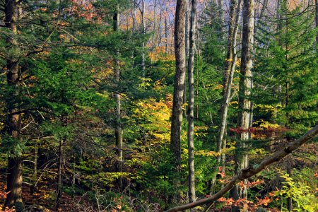 Touch of Boreal
