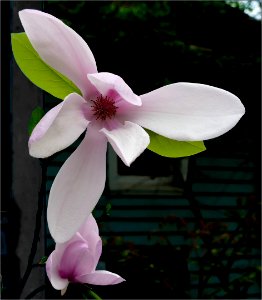 Japanese Magnolia -- Magnolia liliiflora photo