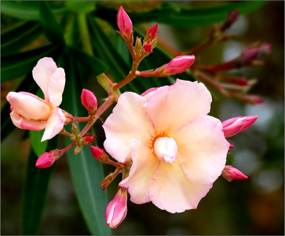 Nerium oleander peach photo