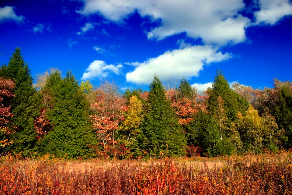 State Game Land 312 (Autumn Visit) (3)