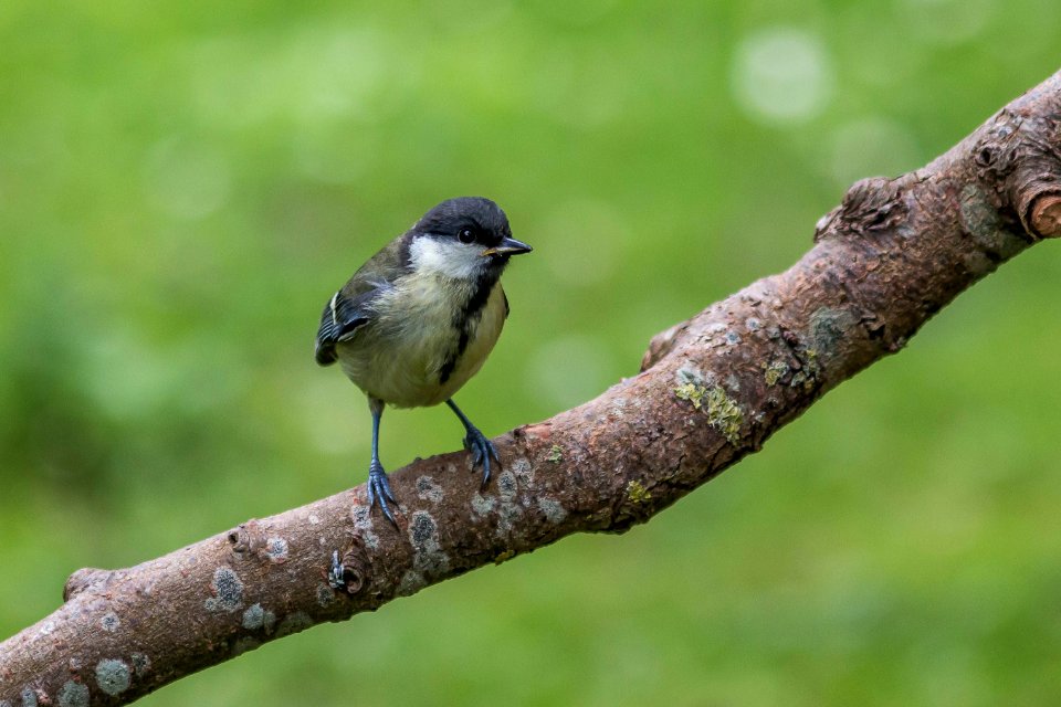 Carbonero común - Parus major