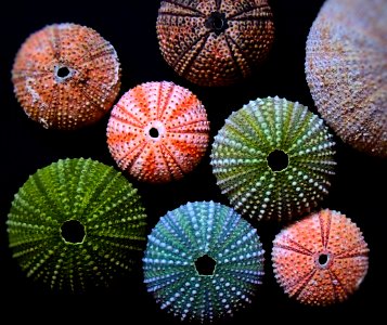 Sea Urchins