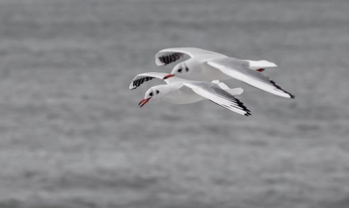 Gaviotas reidoras