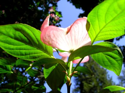 Botanical Garden photo