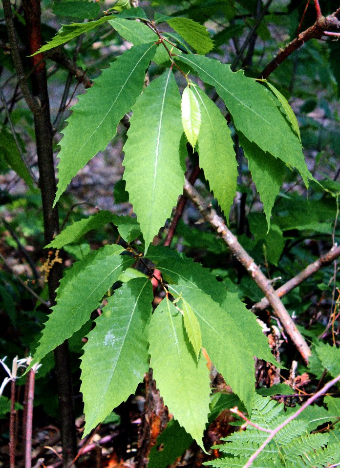 Lower Jerry Run Natural Area (17)