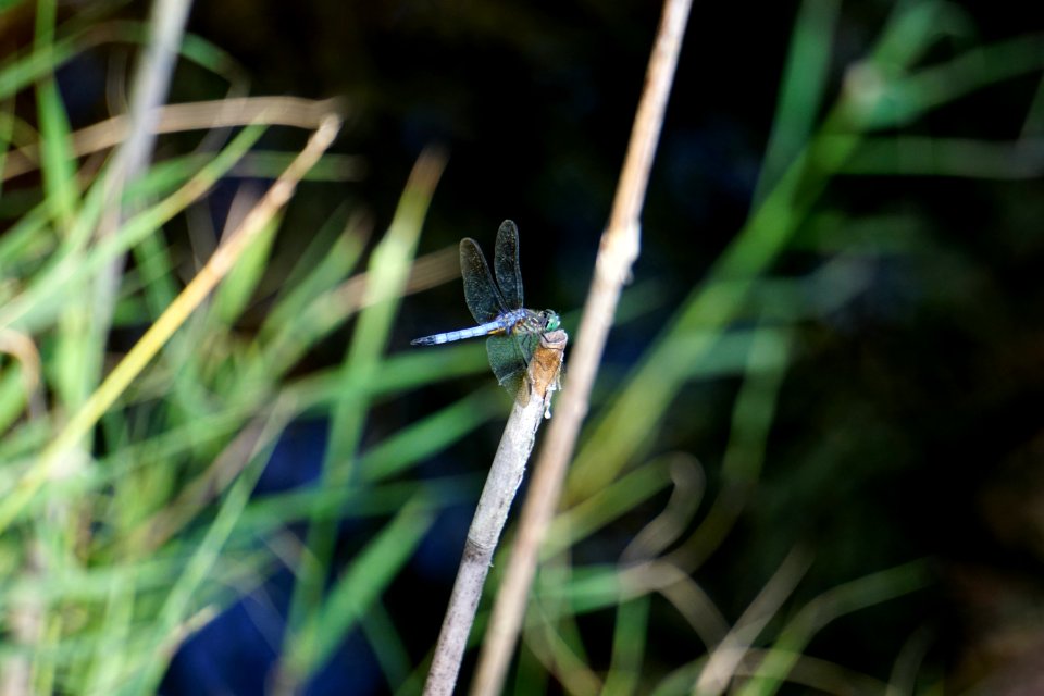 invertebrate dragonfly Alligator River NWR ncwetlands KG (1)