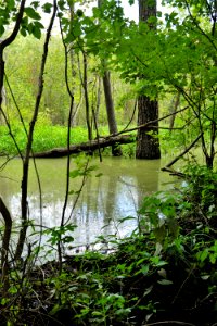 scene beaver dam Eagle Spur trail KG (10)