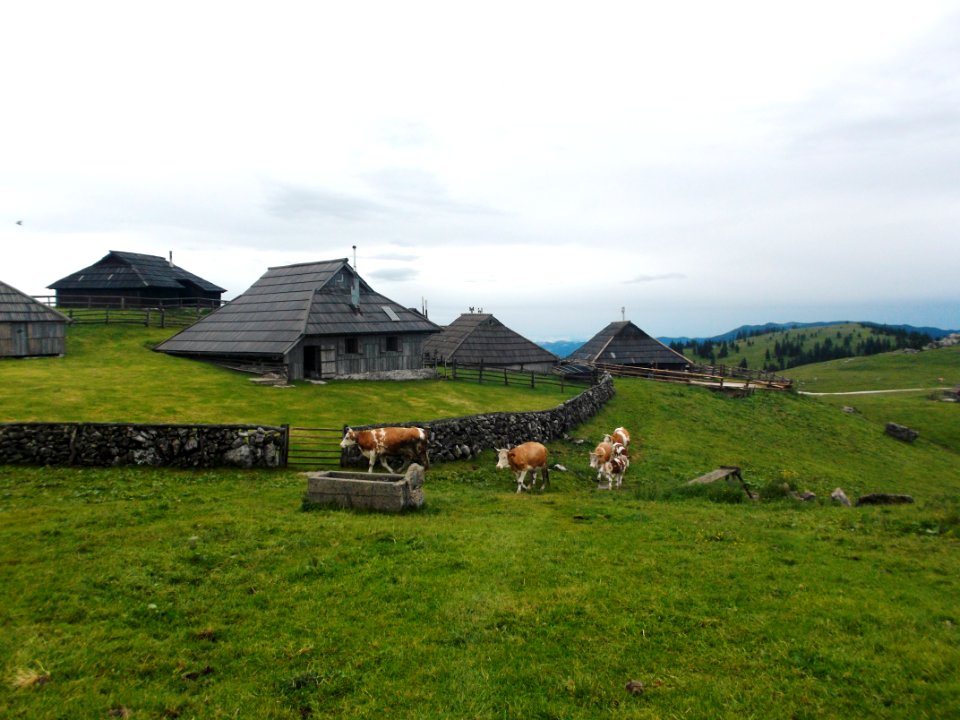 Cow parade