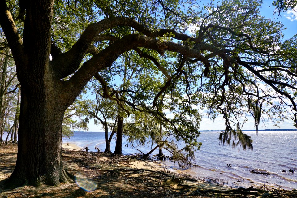 scene live oak on Pamlico River Goose Creek SP KG (11)