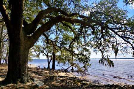 scene live oak on Pamlico River Goose Creek SP KG (11)