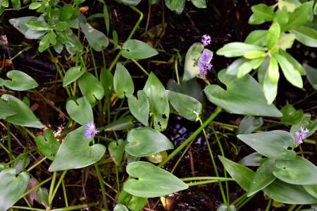 plant Pettigrew State Park ncwetlands am (28)