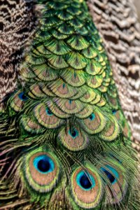 Pavo cristatus photo