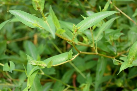 plant polygonum Beaver Lake bird sanctuary ncwetlands AM (35)