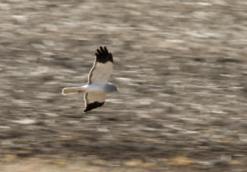 Hen harrier male, Circus cyaneus