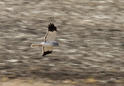 Hen harrier male, Circus cyaneus