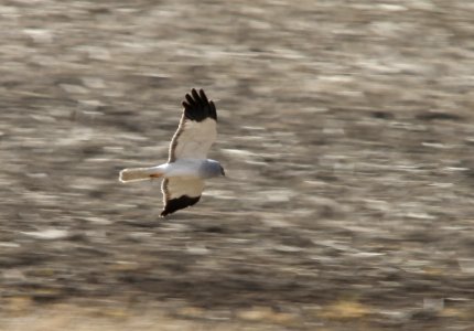 Hen harrier male, Circus cyaneus photo