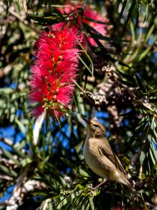 Mosquitero canario - phylloscopus canariensis
