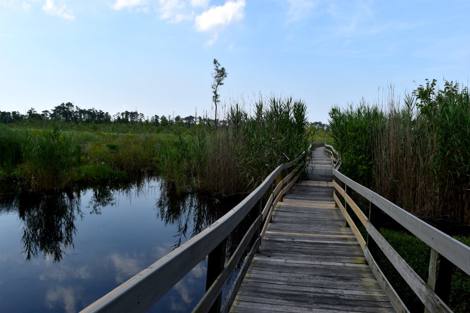 scene Creef Cut trail Alligator River NWR ncwetlands am (91)