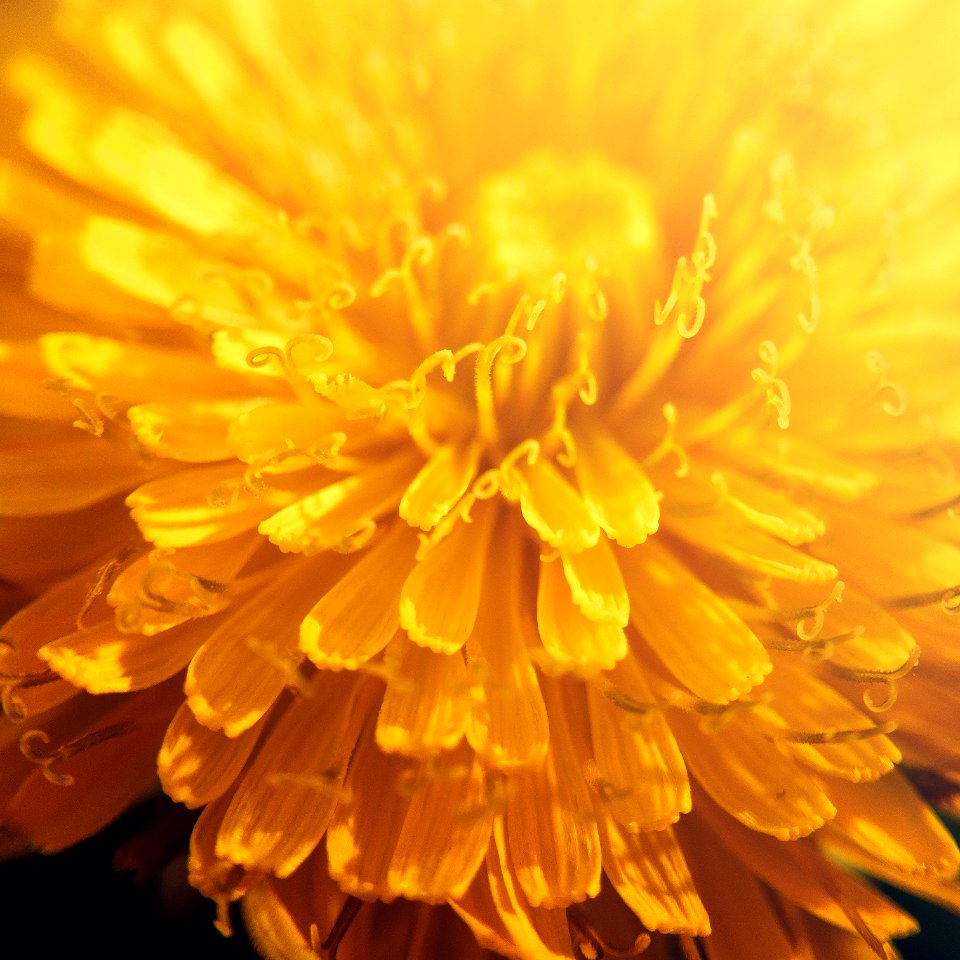 Dandelion Flower