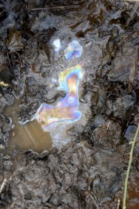 bacteria sheen Tillery Gamelands ncwetlands AM