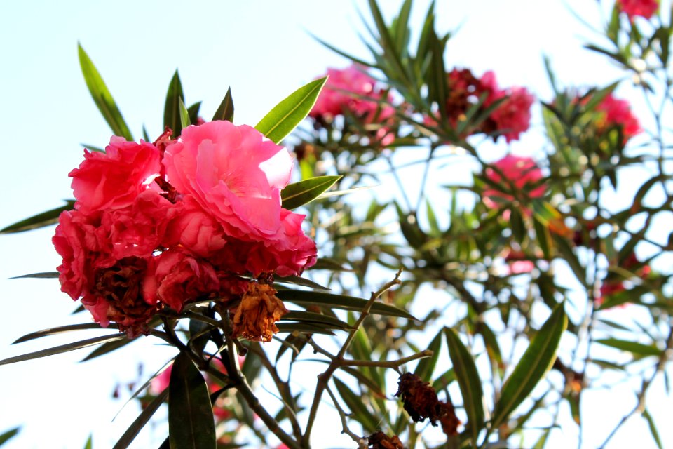 every flower is a soul