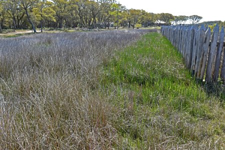 scene brackish marsh Fort Fisher State Historic Site ncwetlands AM (3)
