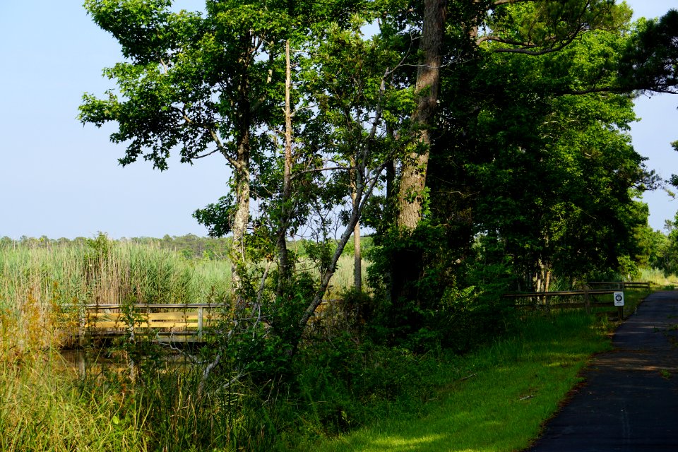 scene Creef Cut trail Alligator River NWR ncwetlands KG (2)