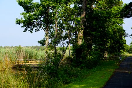 scene Creef Cut trail Alligator River NWR ncwetlands KG (2) photo