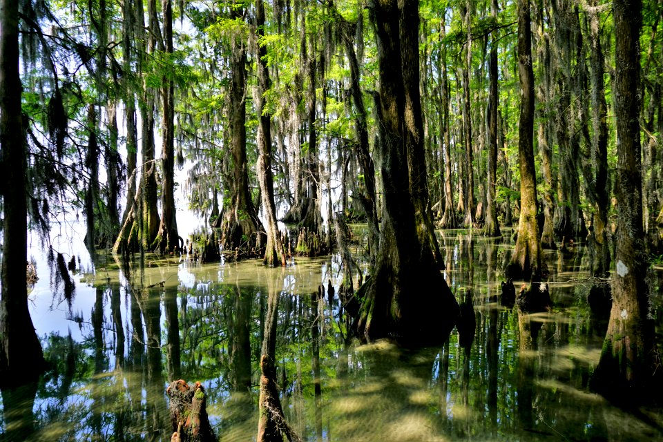 scene Moccasin Overlook Pettigrew State Park ncwetlands KG (17)