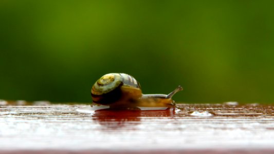 Small garden banded snail on wet handrail 1 photo