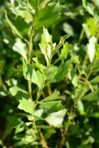 plant Baccharis Alligator River NWR ncwetlands am (118) photo