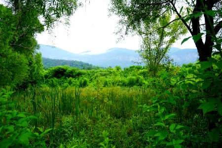 scene wetland Morse Park ncwetlands KG (10)