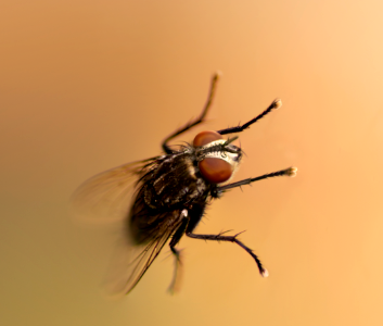 Thats a Fly to you