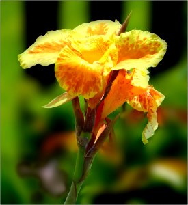 Canna Lily (not-a-real-lily) -- Canna photo