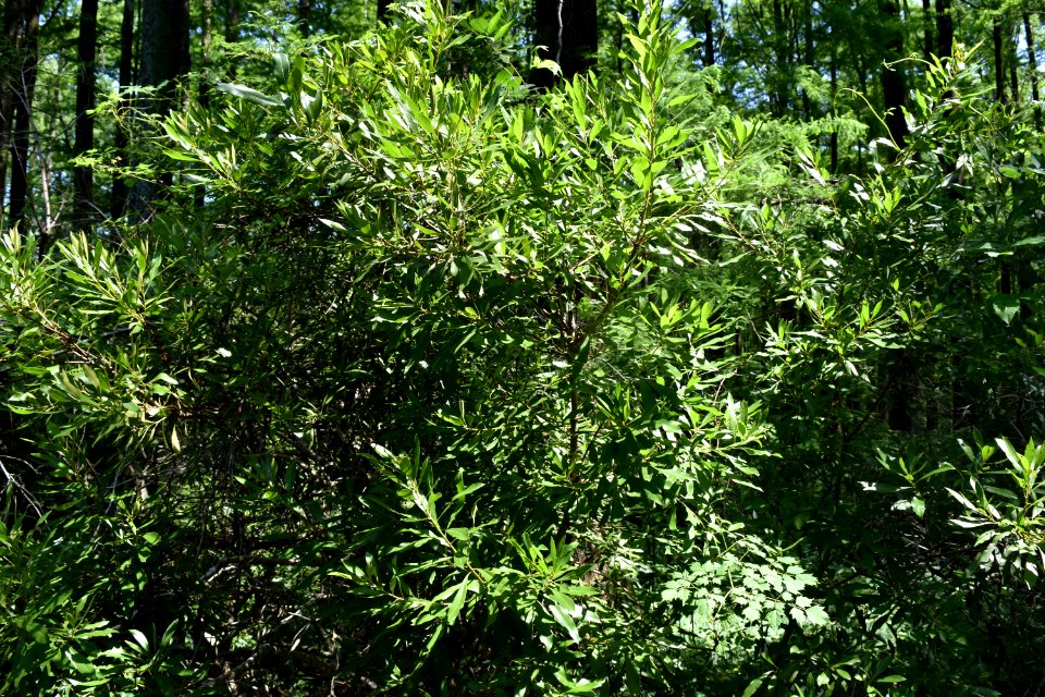 plant wax myrtle mattamuskeet ncwetlands AM