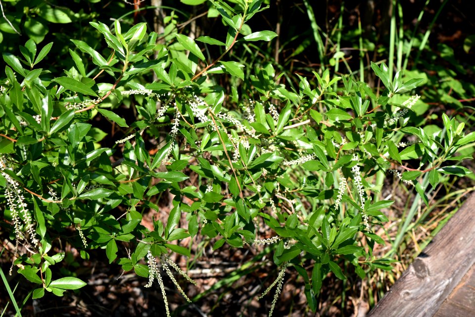 plant titi Alligator River NWR ncwetlands am (129)