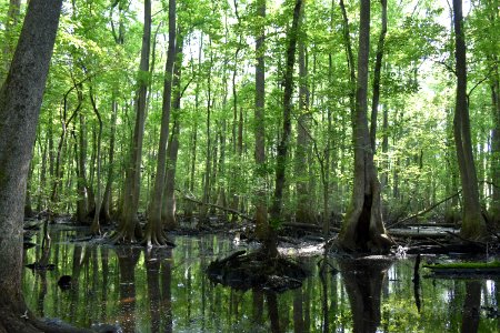 scene Lower Roanoke River Wetland Game Lands ncwetlands AM (8)