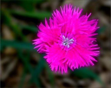 Carnation or pink -- dianthus pink photo