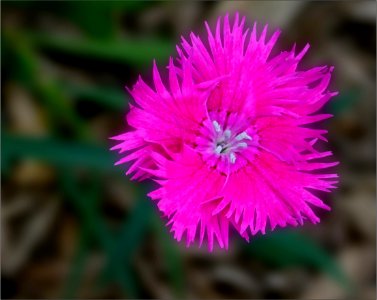 Carnation or pink -- dianthus pink