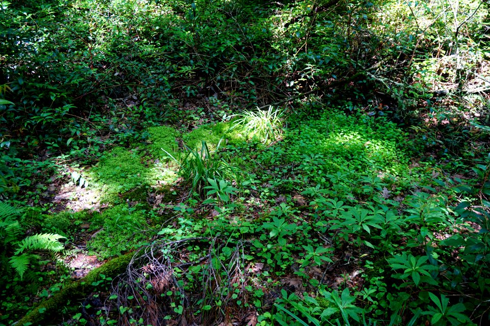 scene wetland Pink Beds Pisgah NF ncwetlands KG (2)