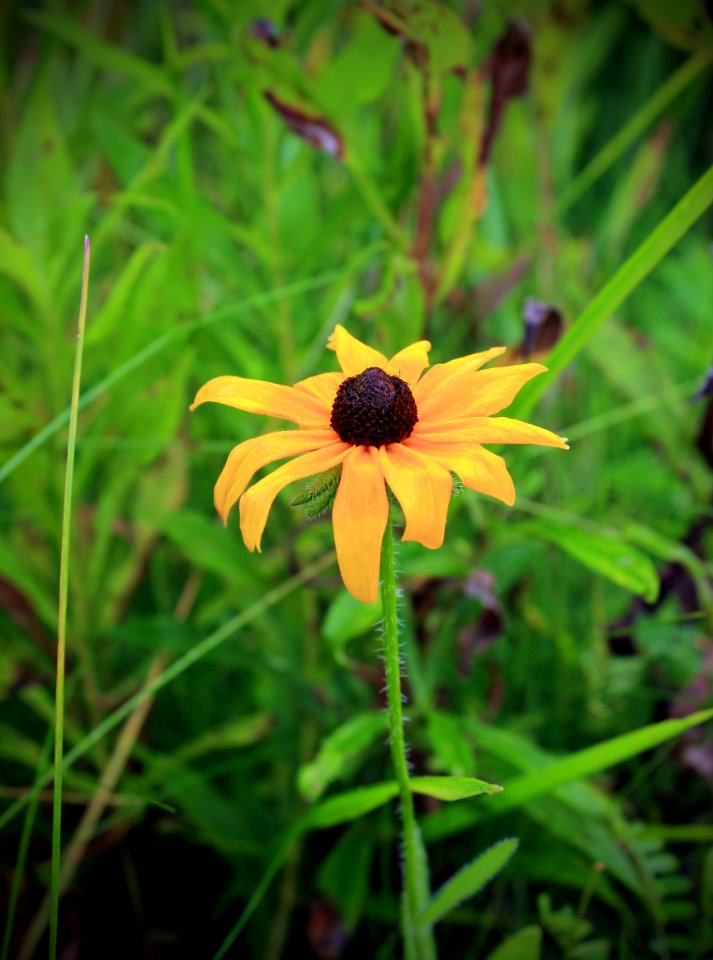 Black-Eyed Susan